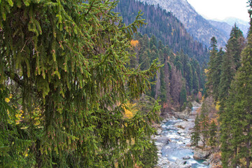mountain river in the forest