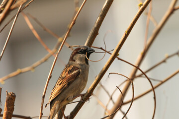 a sparrow with a little branch in its beak sits at a branch in a shrub in the garden closeup in springtime