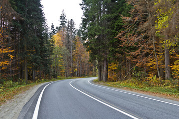 road in autumn forest