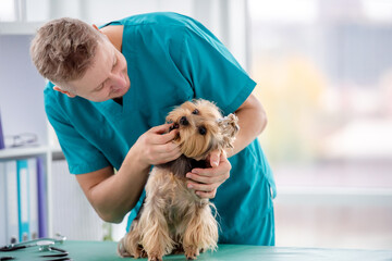 Man vet checking yorkshire terrier teeth
