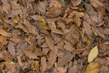 Autumn leaves as a background.