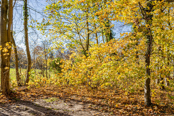 Fototapeta premium Nature reserve with trees and plants with yellow autumn foliage, brown dry fallen leaves covering the ground, sunny day with a blue sky in South Limburg, the Netherlands