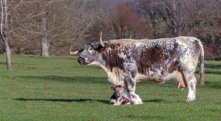 An English Longhorn cow stands over her new born calf in Winter sunshine. Rural, tree lined background in open pasture land. Landscape image with space for copy. England.  - 395614508