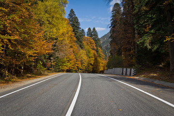 road in autumn forest