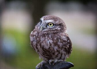 Сloseup portrait of angry and hurmful little owl with yellow eyes looking with distrust