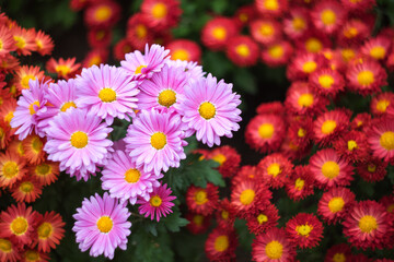 pink and yellow flowers