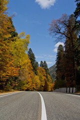 road in autumn