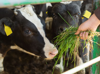 A teenager feeds green grass to a small spotted calf on a livestock farm. Farm animal. Cute young black and white calf stands in the mud on a cow farm and eats grass. Selective focus.