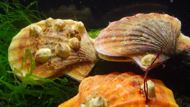 Bivalve mollusk with orange valves Smooth Scallop (Flexopecten glaber ponticus), Black Sea