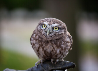 Portrait of angry and hurmful little owl with yellow eyes looking with distrust