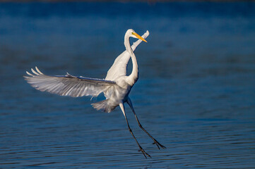 Great egret lands in the Venice Rookery
