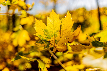 Color explosion with the foreground of a yellow leaf with small green highlights, other yellow autumn leaves in the blurred background, sunny day in the forest in South Limburg, the Netherlands