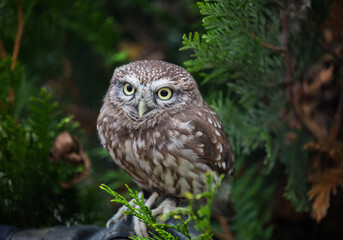 Portrait of angry and hurmful little owl with yellow eyes looking with distrust