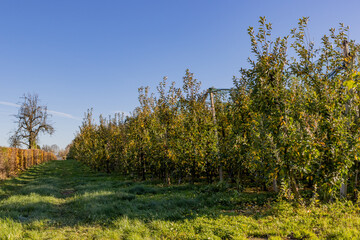 Fototapeta premium Path in the back of an apple orchard, apple trees with yellowish green foliage and green grass, agricultural farm, depth perspective, sunny autumn day with a blue sky in South Limburg, Netherlands