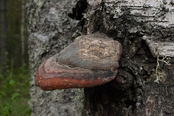 fomes fomentarius, a mushroom grown on a tree trunk