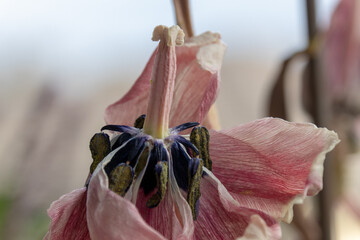 Blüte einer verblühten Tulpe als Symbol der Vergänglichkeit © haruku