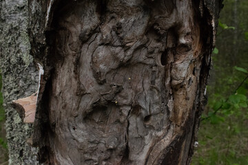 an old and large tree with cracked bark and prominent wood with furrows