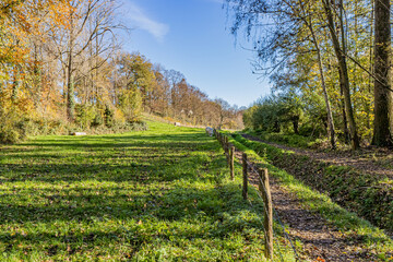 Field with green grass with grazing cattle surrounded by autumn trees with yellowish foliage, an open ditch used for water to circulate, sunny day with a blue sky in South Limburg, the Netherlands
