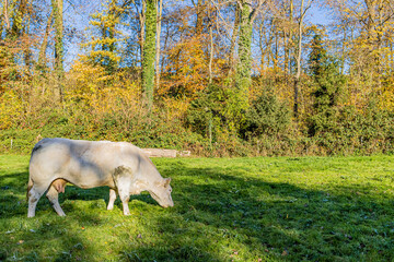 White grayish dairy cow grazing peacefully on an agricultural farm with green grass, trees and vegetation in the background, sunny autumn day in the Dutch countryside in South Limburg, Netherlands