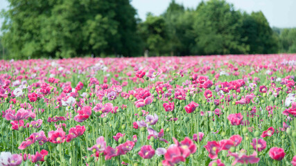 Hintergrund, Pinkes Mohnfeld, Landwirtschaftliches Feld, Frühling, rosa Blumenfeld