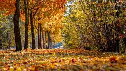 buntes Herbstlaub