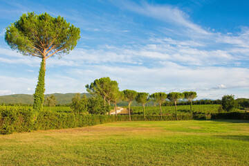 Umbrella pines, also called parasol pines or stone pines, near the village of Murlo, Siena Province, Tuscany, Italy

