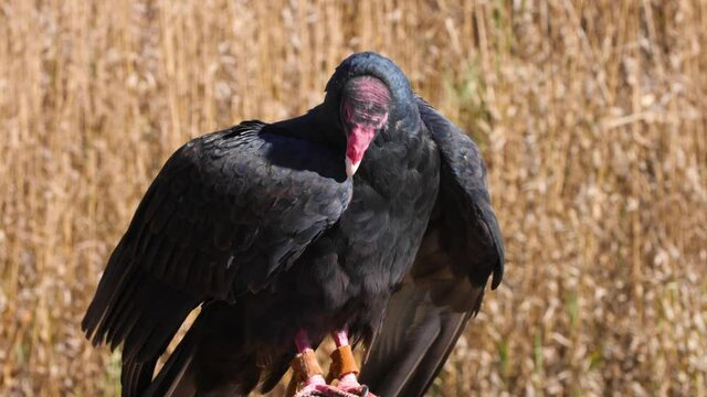 Turkey Vulture sitting on a branch