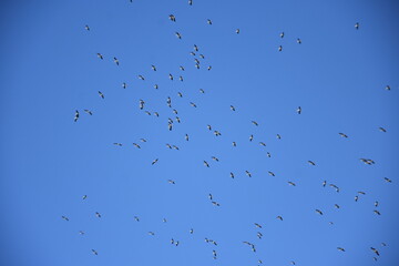 Stork migration, group in the sky, they migrate
