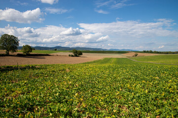 Fototapeta na wymiar landscape with sugar beets and other fields