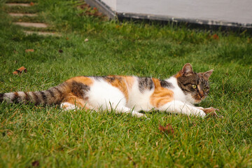 Naklejka na ściany i meble Tired felis catus domesticus after catching and eating mice. Rest on the abdomen. Feline squints wearily. Beskydy, Czech Republic, Europe
