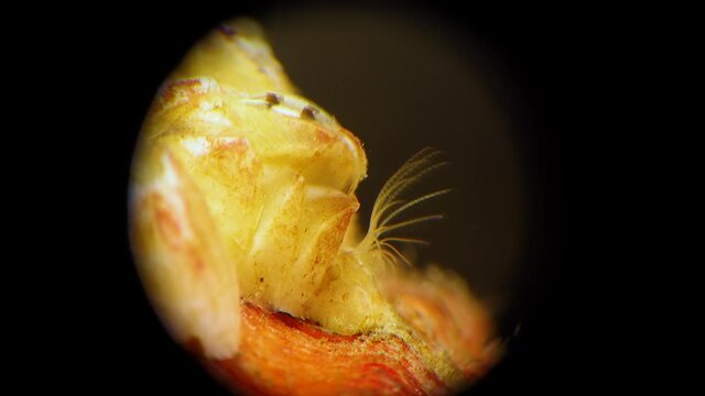 Crustacean Balanus sp. catches plankton, Black Sea