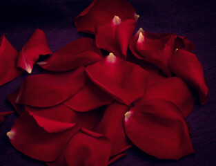 Naklejka premium Pétalos de Rosas Rojas