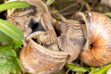snail vine