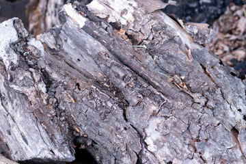 Wooden background. Old natural wooden shabby surface texture.