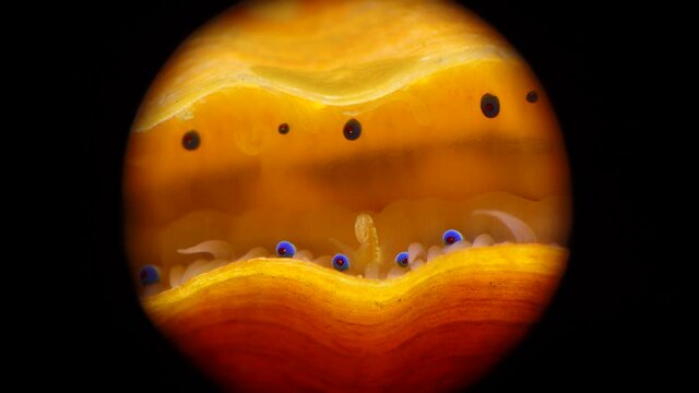 Small blue eyes and tentacles on the mantle of a bivalve mollusk Smooth Scallop (Flexopecten glaber ponticus), Black Sea