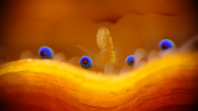 Small blue eyes and tentacles on the mantle of a bivalve mollusk Smooth Scallop (Flexopecten glaber ponticus), Black Sea