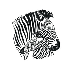 Zebras mom and baby. African animals isolated on white background. Zebra. Sketch. Hand drawing. Stock illustration. Motherhood