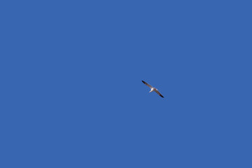 A single seagull flying high in a deep blue sky