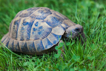 Tortuga grande sobre el césped