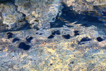 sea urchins live on the rock under the sea near the sea water surface