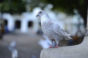 paloma de pie en el borde
