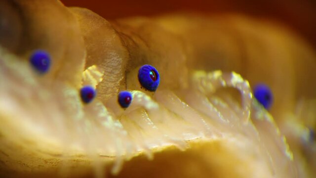 Small blue eyes and tentacles on the mantle of a bivalve mollusk Smooth Scallop (Flexopecten glaber ponticus), Black Sea