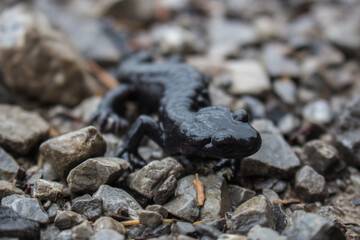 Alpensalamander