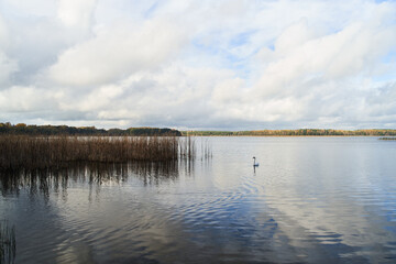 White swan swim in the lake. Kaliningrad region.