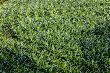 Rows of young green, fresh corn shoots on a cornfield.