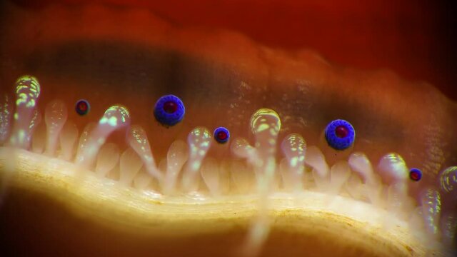 Small blue eyes and tentacles on the mantle of a bivalve mollusk Smooth Scallop (Flexopecten glaber ponticus), Black Sea