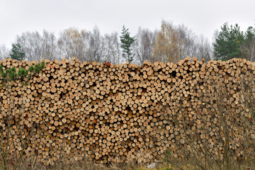 Raw wood logs in a lumber staging. Raw timber stacked. Stacks of logs, stacking of round wood. Timber industry
