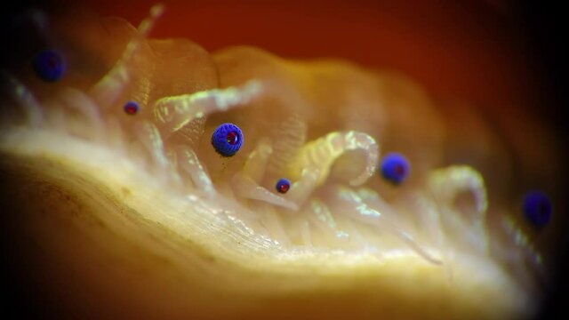 Small blue eyes and tentacles on the mantle of a bivalve mollusk Smooth Scallop (Flexopecten glaber ponticus), Black Sea