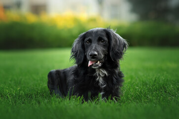 Black dog russian spaniel in city