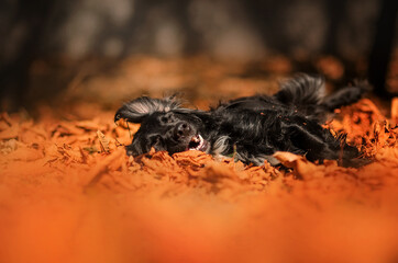 Cute black dog russian spaniel in the city